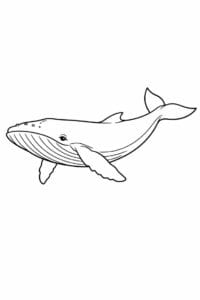 tegning af hval i semi-realistisk stil – semi-realistic