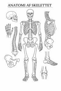 tegning af Anatomi af skelettet – Clear and educational