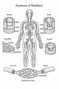 tegning af Anatomi af blodårer – Scientific and intricate