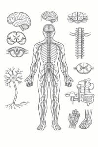 tegning af Anatomi af nervesystemet – Detailed and technical
