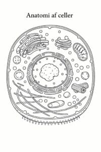 tegning af Anatomi af celler – Scientific and abstract