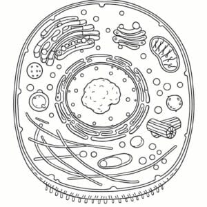 tegning af Anatomi af celler - Scientific and abstract